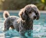 Poodles and Swimming: What You Need to Know