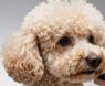 Do Poodles Shed?