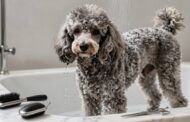 Are Poodles the Worst Breed for Grooming Demands?