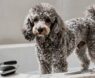 Are Poodles the Worst Breed for Grooming Demands?