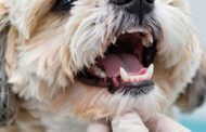 How Many Teeth Do Shih Tzus Have and How to Care for Them