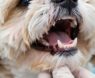 How Many Teeth Do Shih Tzus Have and How to Care for Them