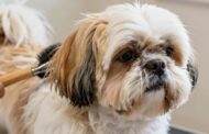 Shih Tzu Hair vs. Fur: What You Need to Know and How to Groom It