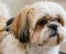 Shih Tzu Hair vs. Fur: What You Need to Know and How to Groom It