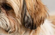 Are Shih Tzu Dogs Truly Hypoallergenic?