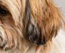 Are Shih Tzu Dogs Truly Hypoallergenic?