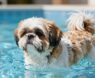 Do Shih Tzus Like to Swim?