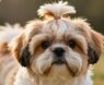 10 Reasons Shih Tzus Make the Best Dogs