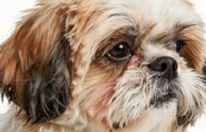 Do Shih Tzus Have a Double or Single Coat?