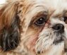 Do Shih Tzus Have a Double or Single Coat?