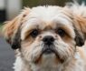 Are Shih Tzus Smart?