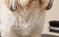 Do Shih Tzus Shed?