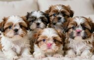 How Many Puppies Do Shih Tzus Have?