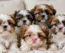 How Many Puppies Do Shih Tzus Have?