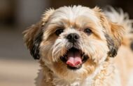 Do Shih Tzus Bark a Lot