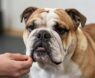 Training Smart English Bulldogs: Understanding Their Unique Intelligence