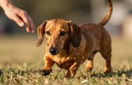 Why Are Dachshunds Hard to Train?