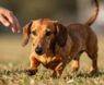 Why Are Dachshunds Hard to Train?