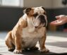 How to Train English Bulldogs Easy in 5 Key Steps