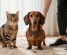 Making Dachshunds and Cats Good Compatible Companions Through Training