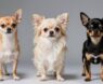 How Many Types of Chihuahuas Are There?