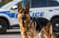 Why Are German Shepherds the Top Police Dogs?
