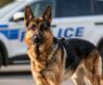 Why Are German Shepherds the Top Police Dogs?